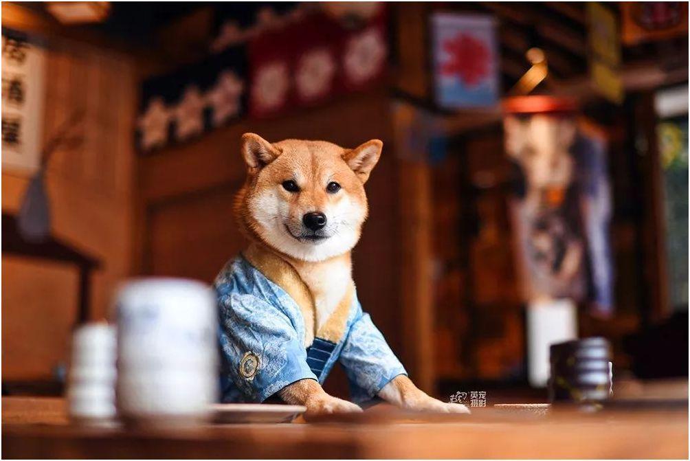 成都寵物空運要點2021年版本