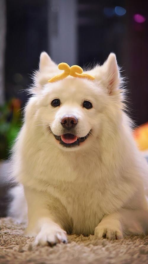 運輸活體動物應該注意哪些呢？-成都寵物空運