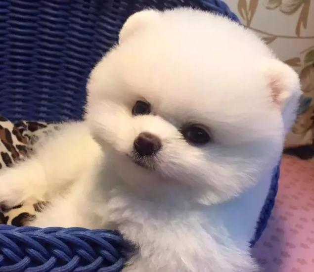 東航寵物運輸條件及要求？-成都寵物空運