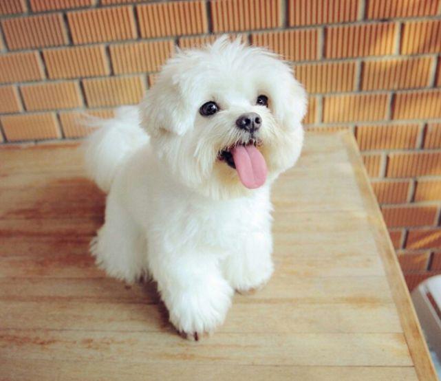 托運中，寵物們可能受到哪些傷害？-成都寵物空運